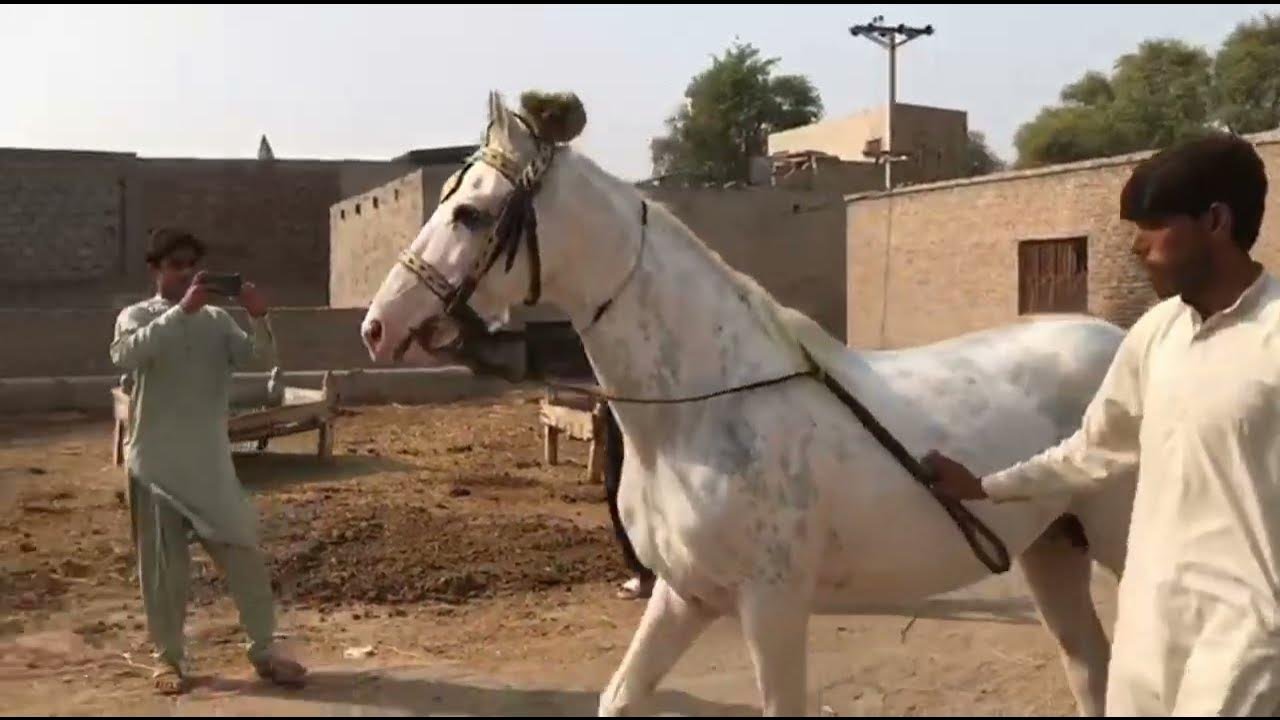 Calm Horse Enjoying Companionship with Female Horse