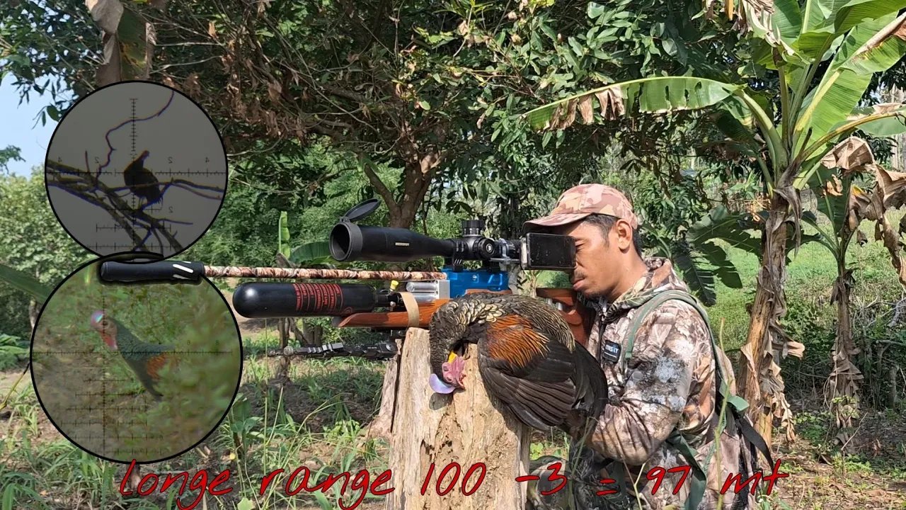 ‼️ BERBURU AYAM HUTAN_ di ladang jagung_LONGE RANGE 97 mt ‼️ langsung 3 ekor ‼️