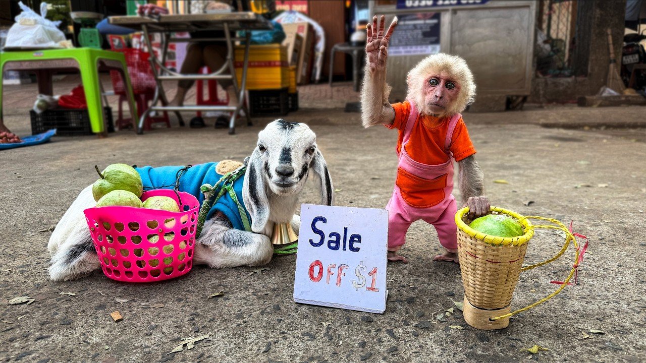 MonkeyYuli takes BiBi goat to harvest guavas to sell as a surprise for dad