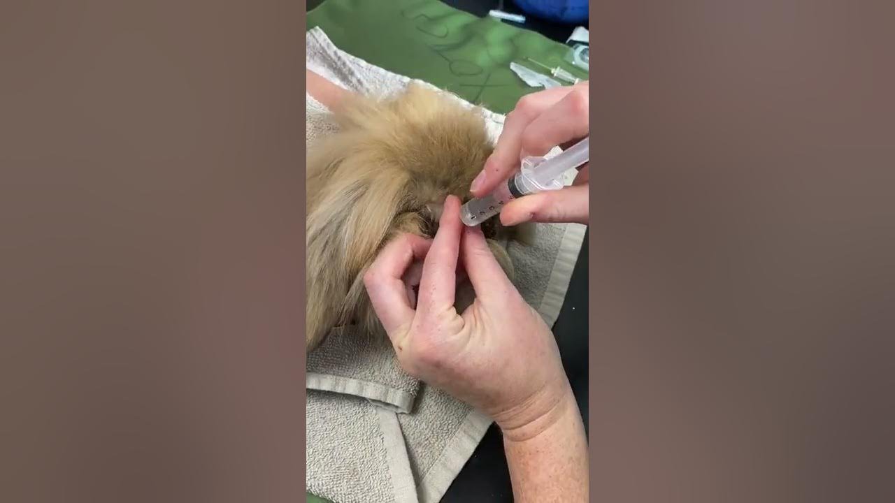 How to flush tear ducts in rabbits