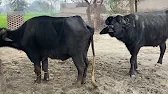 My village buffalo enjoy viral video 🥰