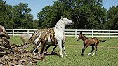 rescue animal :Heart-stopping Moment Brave Foal Leads Ranch Owner To Save Trapped Mother Horse