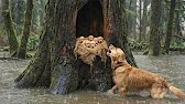 Animal Rescue: Rescuing Mother Dog and Puppies in a Flooded Rainforest