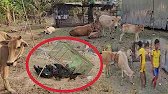 Cambodia duck farm, And show how to catch ducks