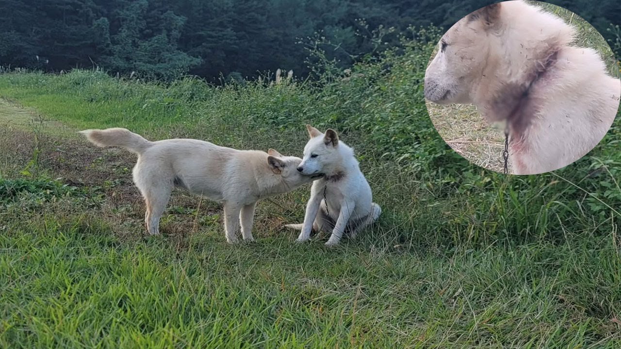 The dog is trying to remove the leash that is tightly bound around its poor friend's neck.