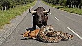 rescue animal : Animal Control Rescues Calf From Python After Bull Blocks Highway