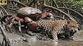 Between Mud and Claws: Leopard Encounters Swamp Crab!
