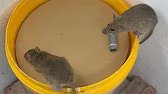 Smart DIY Mouse Trap From Plastic Bucket | No Poison | Simple & Effective