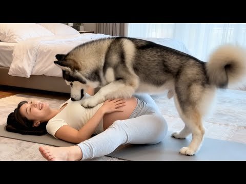 孕媽瑜伽拉伸中～阿拉斯加突然「從背後環抱」：媽咪慢點，我護着你 🧘‍♀️🐶❤️#萌宠出道计划 #funny #饲养员日常 #cute #dogtraining #宠物 #baby #dog