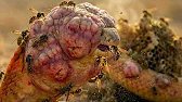 When Wasp Venom Enters the King Cobra