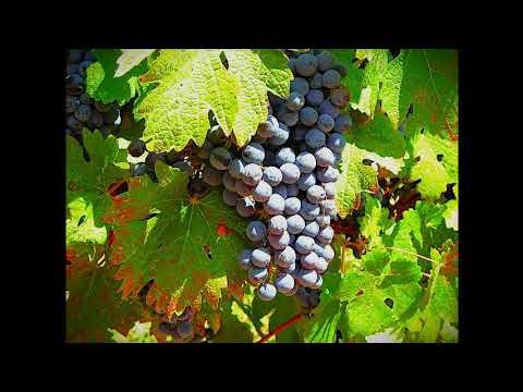 Calming Harp Radio #220