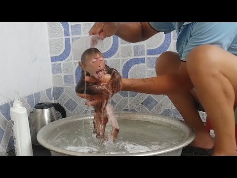 Poor Baby Monkey Cubin Finally Gets a Bath 6 ...
