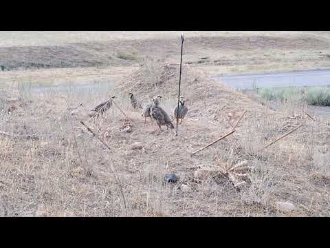 Traditional Old Bird Trap 2025 | Bird Tap Tricks