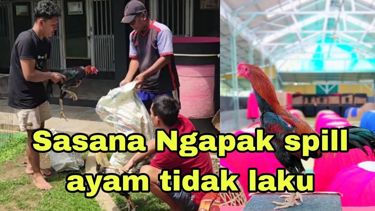 Sasana Ngapak spill ayam yang tidak laku.
