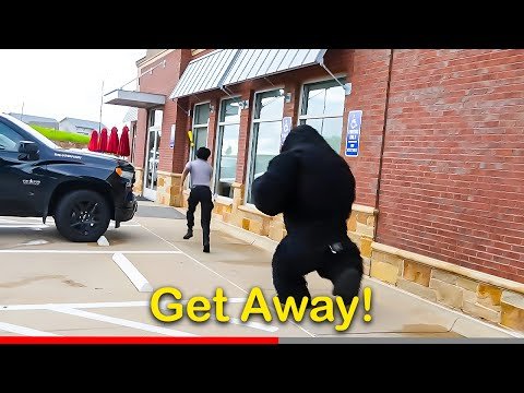 Chasing People As A GORILLA