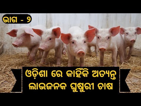Why pig farming is a very profitable business in Odisha and what is its future l PART - 2.