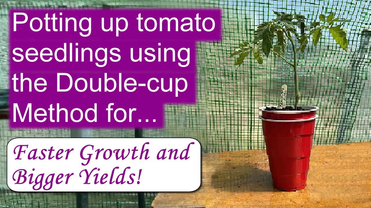 Grow Stronger Tomato Seedlings using the Double Cup Method!