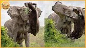 Les attaques d’éléphants les plus redoutables filmées | Animaux sauvages