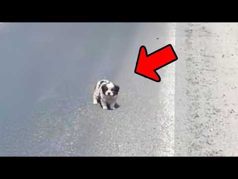 Girl Finds Her Lost Dog After 1 Week, But What The Dog Did Was Shocking