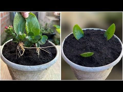 With just a few leaves! the Kalanchoe pinnata tree blooms continuously throughout the year