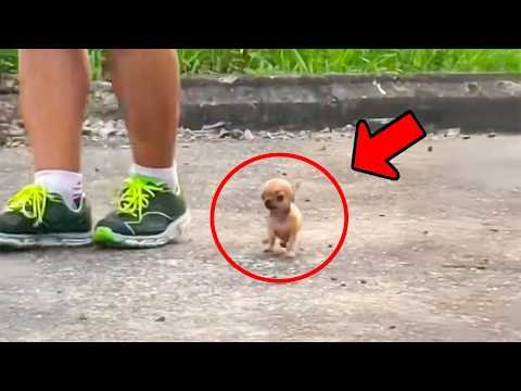 The puppy followed the man home for 1km, and everyone was shocked when they learned the truth.