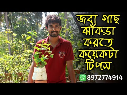 জবা গাছ ঝাঁকড়া করতে কয়েকটা টিপস