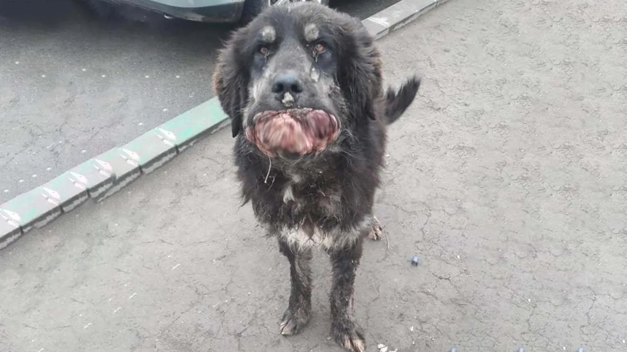 Abandoned, Starving, Covered in Tumors… Yet He Still Begged Softly for Someone to Save Him!!!