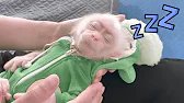 Monkey Abi enjoys a life full of love and warmth from Mom!