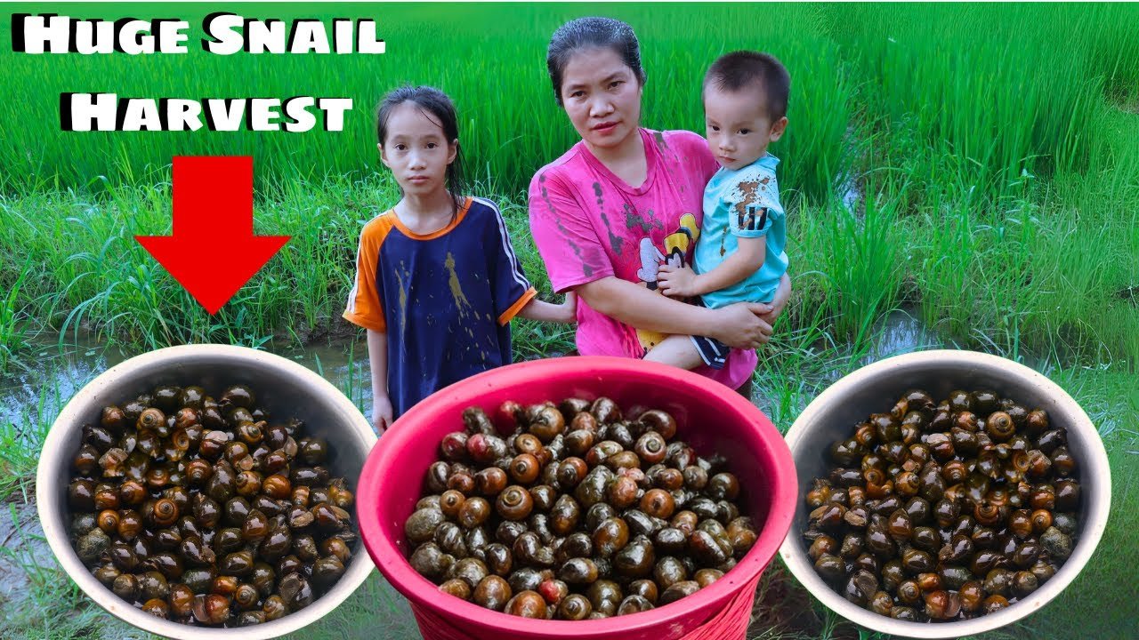 Harvesting giant mud snails to sell at the market - A Mother's Life with Two Kids in the Countryside