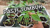 Cara semai cabe rawit secara hidroponik | Pasti tumbuh #tamankecilhidroponik