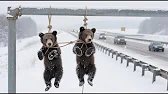 Two Grizzly Cubs Were Left to Die by the High...