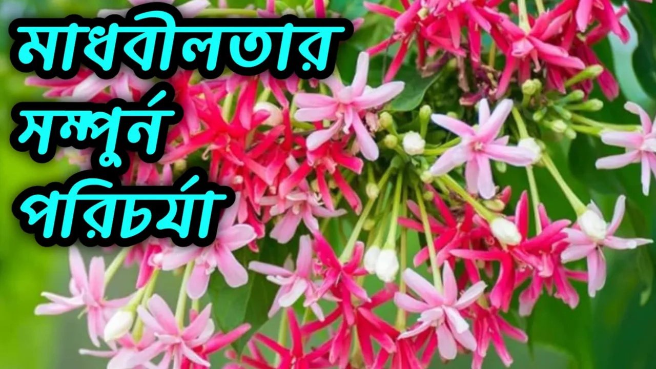 এভাবে মাধবীলতা গাছের পরিচর্যা করলে ফুল ধরবে থোকায় থোকায়
