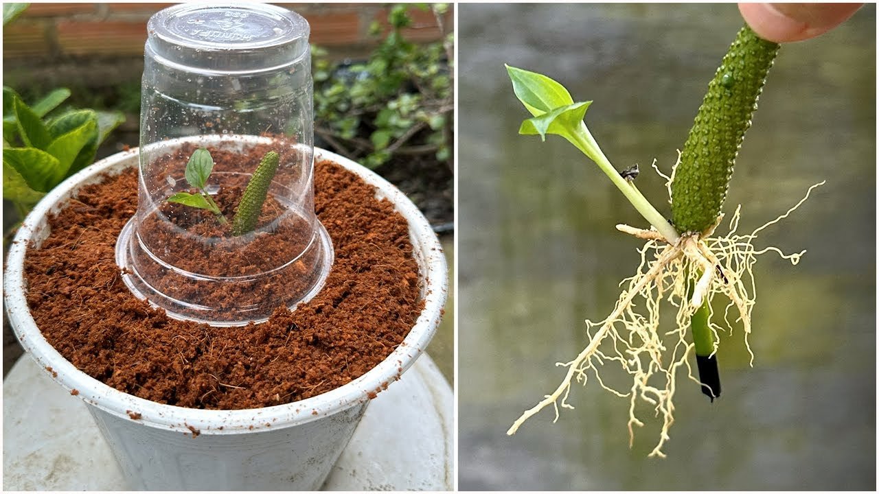 This is the only way for Anthurium flowers to take root and grow into seedlings