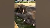 Namibia does not respond to Anant Ambani on rescue of elephants #shorts
