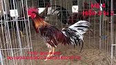 30/8 líp 12 bé trống mái nòi mỹ tơ mong được ae ung hộ