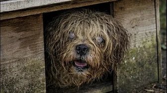 Before She Died, a Mother Begged Her 3 Daughters to Care for Her Loyal Dog—This Is the Outcome!