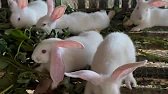 ស្រឡាញ់ការចិញ្ចឹមទន្សាយ // Love raising rabbits