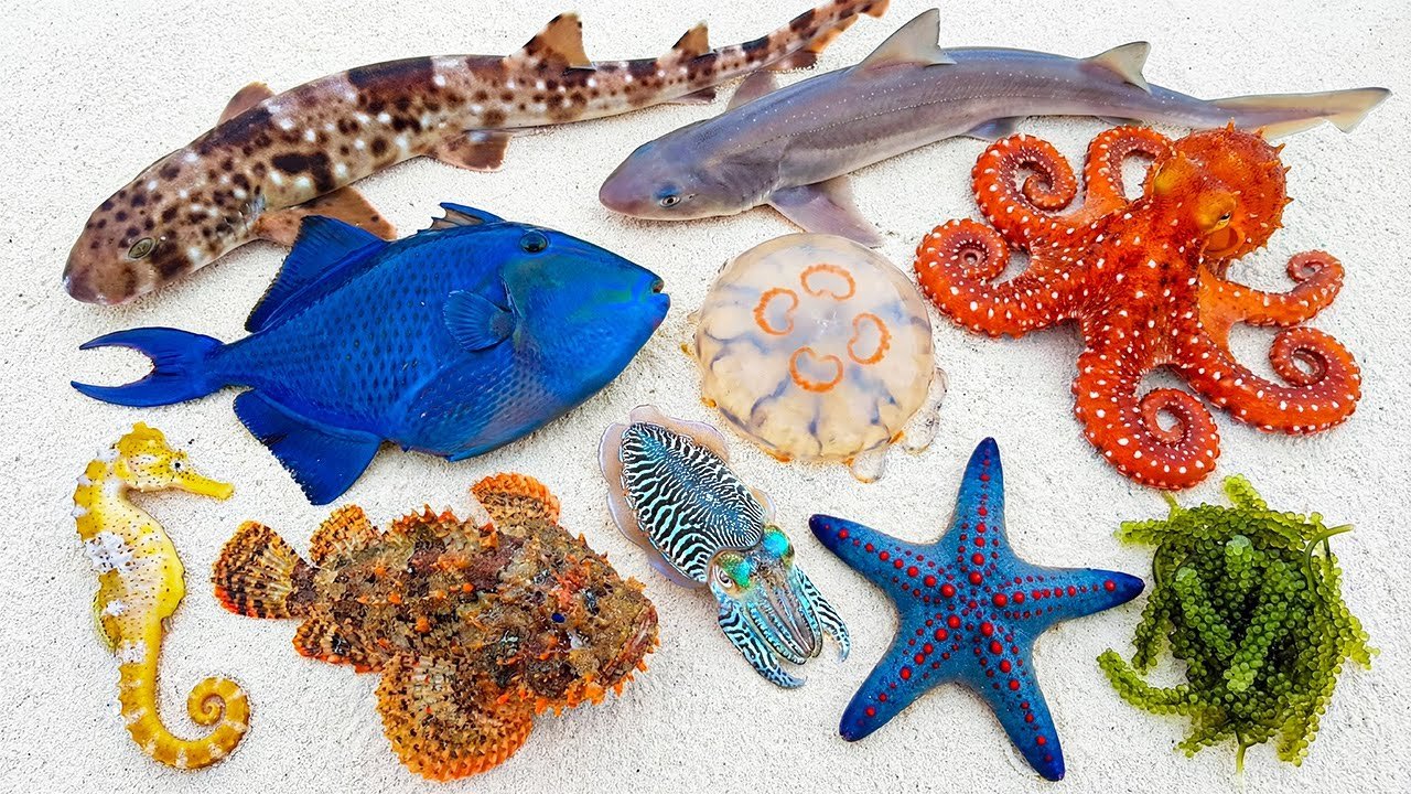 Catching Fish |🦈 Shark 🐴 Seahorse 🐟 Odonus Niger 👹 Stonefish 🌊 Glass Jellyfish 🐙 Octopus ⭐ Starfish