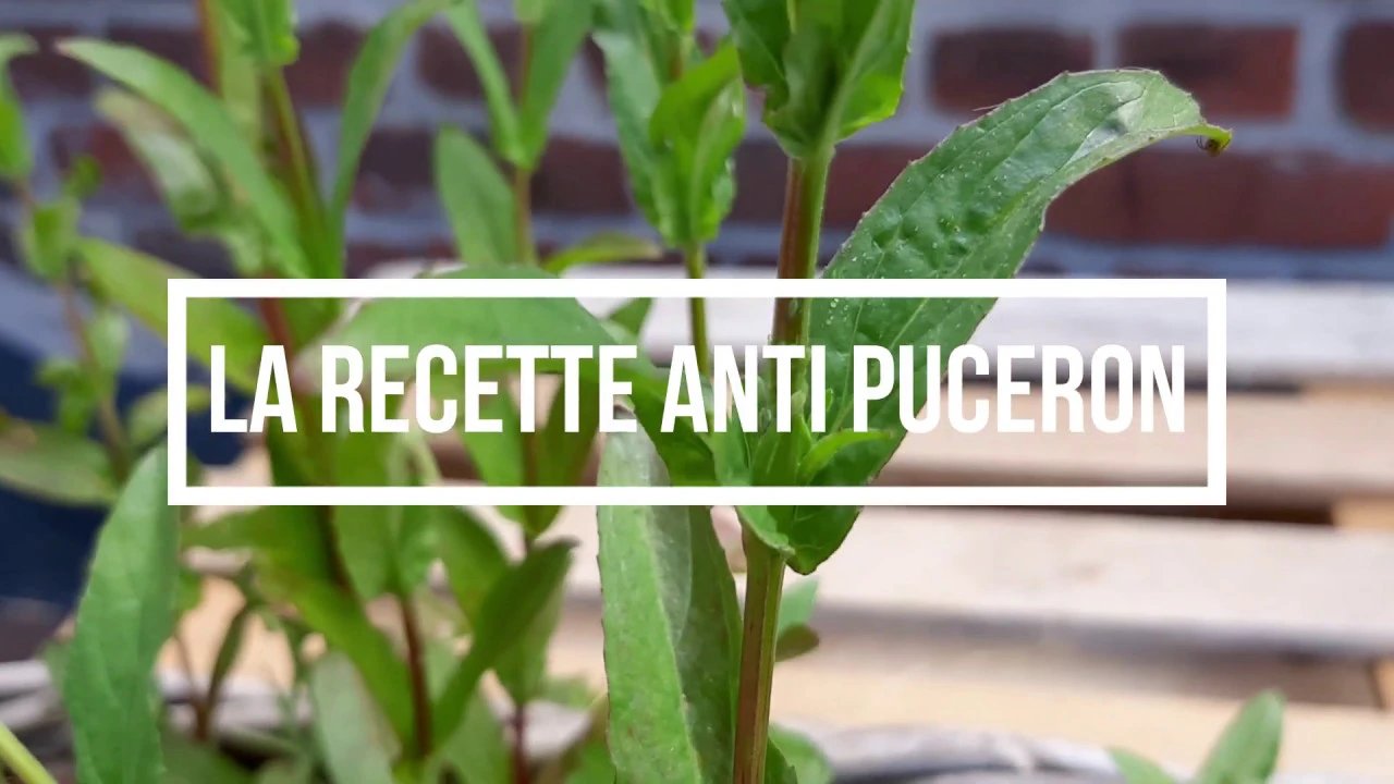 Le traitement anti puceron naturel qui fonctionne à tous les coups