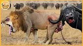 Les échecs de chasse de lions les plus incroyables filmés par caméra | Animaux sauvages