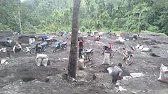 Usai lebaran || Tambang emas langsung di serbu masyarakat