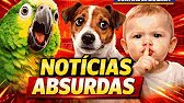 Zueira's Journal #1 | The Most Absurd News on the Internet