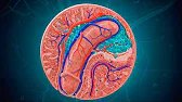Male Erection Explained – The Science of Arousal and Erectile Dysfunction