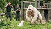 This White Dog Adopts Albino Gorilla Rejected by Mother — Years Later, Everyone Cried