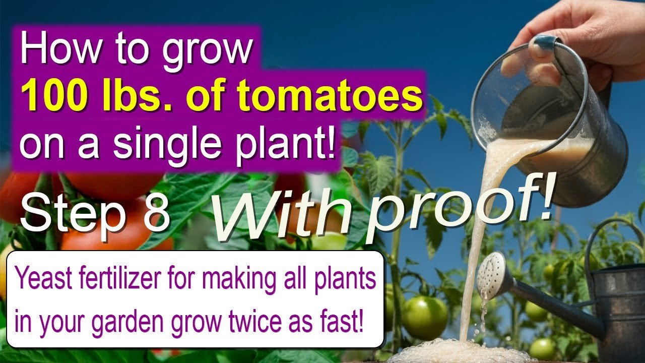 Not just tomatoes... ALL your plants can grow 2X faster with this cheap DIY yeast fertilizer!