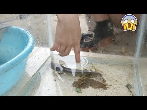 I cleaned the tank to release the new fish, and the newly released fish have already found shelter.