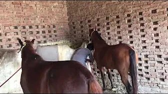 New Horse Video