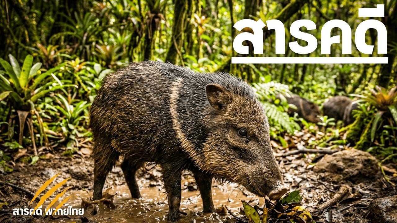 สารคดี สำรวจดินแดน หมูป่าพิคารี่ ในคอสตาริก้า สารคดีพิคารี่ ฝูงหมูป่าผู้ครองป่าฝนอเมริกากลาง