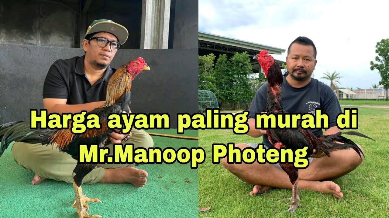 Ayam termurah di Farm Mr.Manoop Photeng.