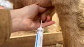 How to Give a Cow Mastitis Treatment - Intramammary Infusion
